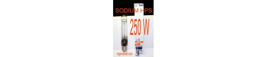 Ampoules